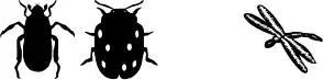 LP Insects